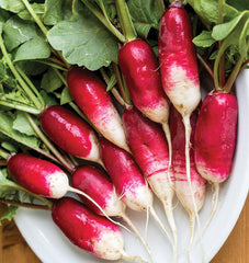 French Breakfast Radish 300 Seeds