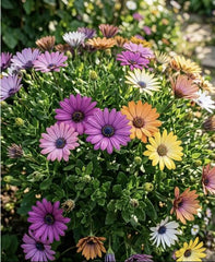 50 South African Marigold Seeds for Planting - Vibrant Osteospermum Mix - Beautiful Daisy-like Cut Flowers