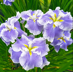 Ice Cream Dinner Plate™ Japanese Iris Growing Bonsai Bulbs Roots Rhizomes Corms Tubers Potted Planting Reblooming Fragrant Garden Flower Seeds Plant