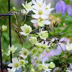 Climbing Clematis Seeds