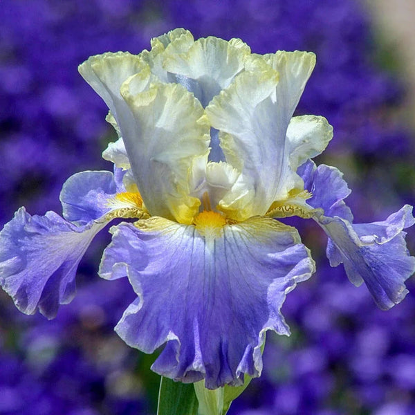 Gilt Edged Bond Bearded Iris