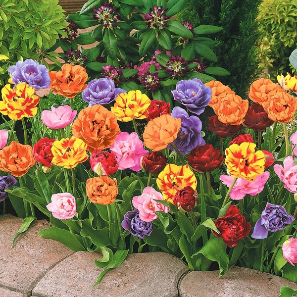 Peony-Flowering Tulip Mixture