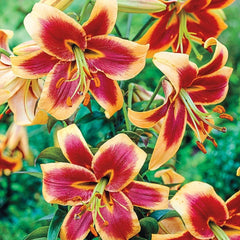 Red Morning Lily Tree 60471