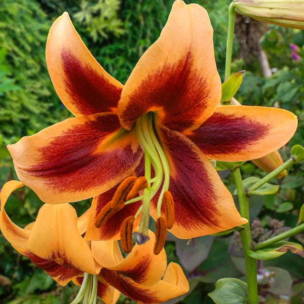 Red Morning Lily Tree