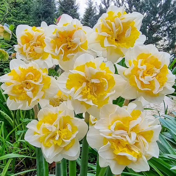 Lennart Daffodil