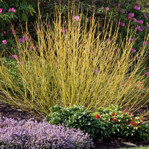 Budd's Yellow Yellow Twig Dogwood Bundle