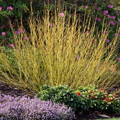 Budd's Yellow Yellow Twig Dogwood Bundle