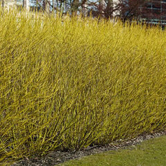 Budd's Yellow Yellow Twig Dogwood Bundle