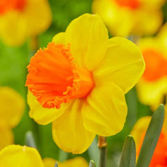 Trumpet Daffodil Collection
