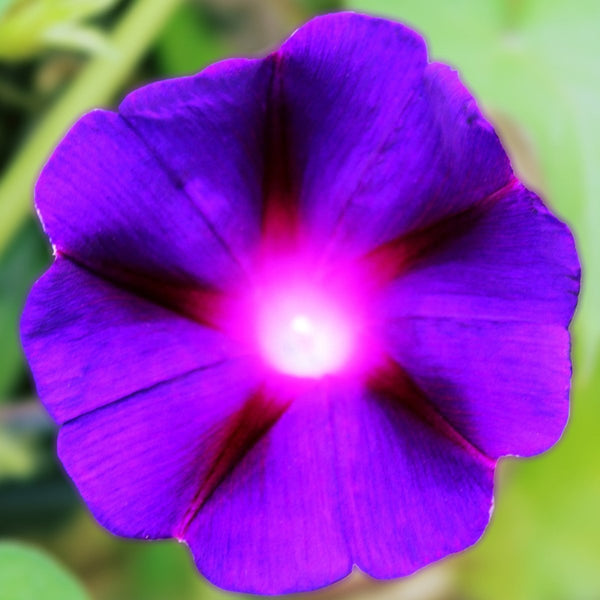Morning Glory, Grandpa Ott Seeds, 1.4g