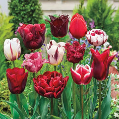 Variatie Red Tulip Mixture