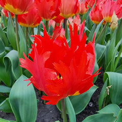 Robbedoes Tulip