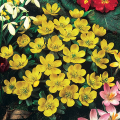 Bee and Butterfly Garden Collection