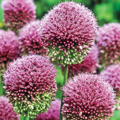 Bee and Butterfly Garden Collection
