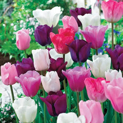 Monet's Garden  Tulip Mixture