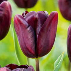 National Velvet Tulip