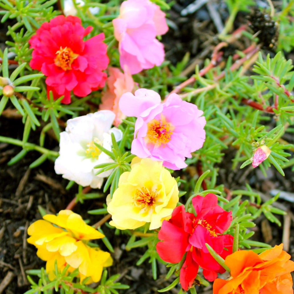 Portulaca, Moss Rose Double Mixed Colors Seeds, 300mg