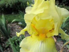 Lotus Land Bearded Iris Flower Bulb - Attracts Butterflies and Hummingbirds - Deer Resistant - Good as Cut Flowers - Naturalizing - Perennializing