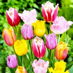 Tulipa Fringed Fringed Mixture Tulip Bulbs Size 11/12 for Planting - Easy to Grow, Plant in Fall, Winter or Early Spring (10 Bulbs)