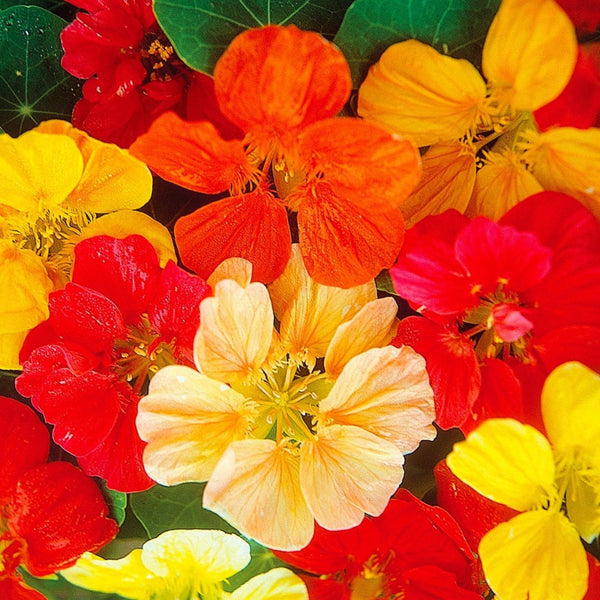 Nasturtium, Jewel Mixed Colors Seeds, 4.2g