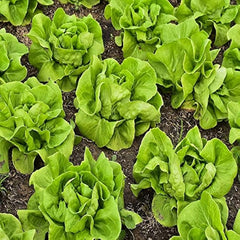 Lettuce Seeds for Planting - Plant & Grow Buttercrunch Lettuce Indoor/Outdoor Hydroponic Home Vegetable Gardens - 500 Heirloom Non GMO Seeds per Packet with Instructions, 1 Packet - Seedsplant