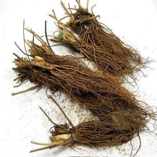 Everbearing Ozark Beauty Strawberry Plants 10 Bare Root Plants - Top Producer