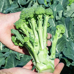 Montebello Hybrid Sprouting Broccoli (Pkt of Approx. 25 Seeds)