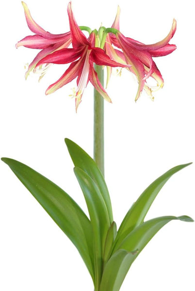 Amaryllis 'Quito' Plant Bulb (1 Pack) - Exotic Cybister Red Flowering Blooms for Indoors & Outdoor Gardens