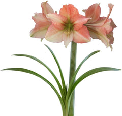 Amaryllis 'Temptation' Plant Bulb (1 Pack 24/26cm) - Red and White Flowering Blooms for Holiday Indoor & Outdoor Gardens