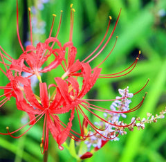 Heirloom Red Lycoris Spider Lilies Bulbs Radiata Hurricane Lily Cluster Amayllis Growing Bonsai Roots Rhizomes Corms Tubers Potted Planting Reblooming Fragrant Garden Species Blooms Flower Seeds Plant Gardening