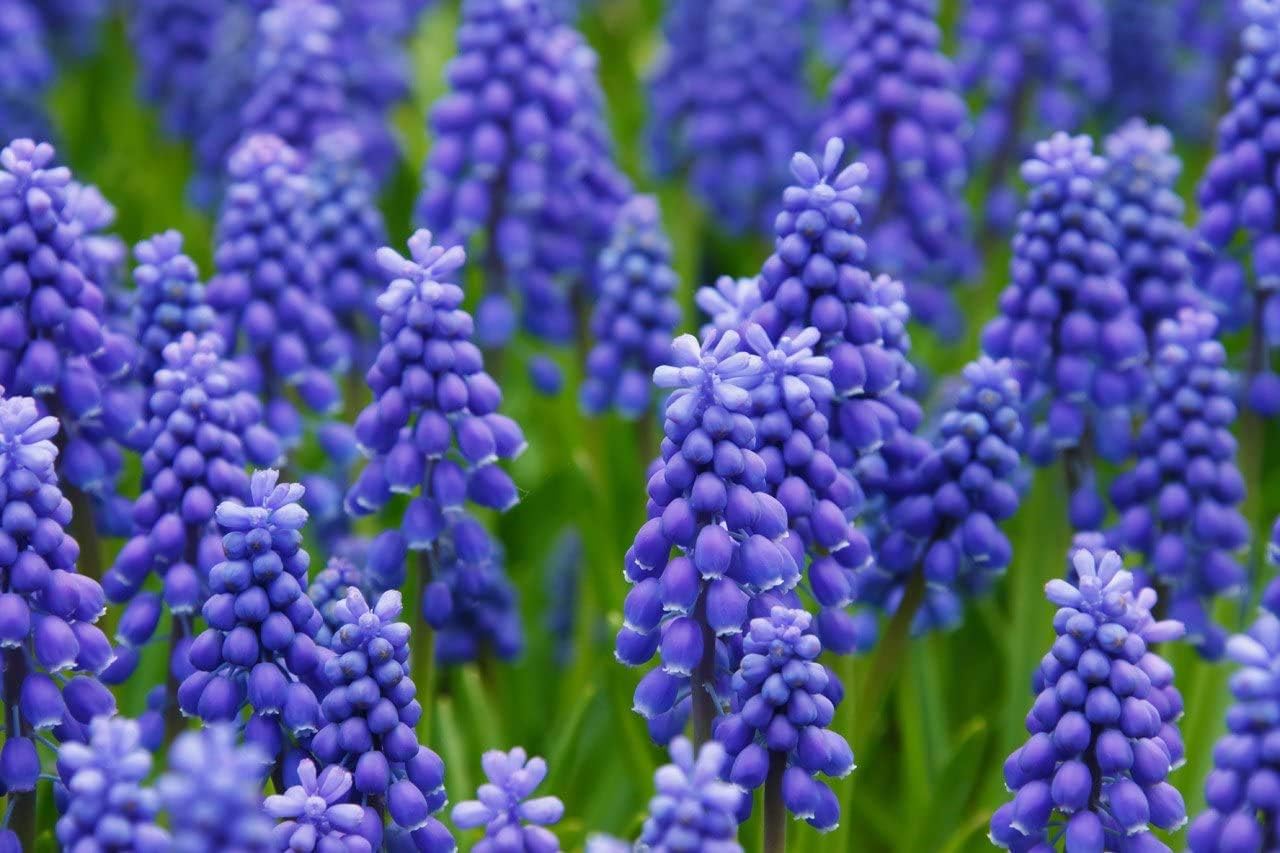 10 Grape Hyacinth Bulbs-muscari Armeniacum- Beautiful Spring Blooms, Perennial Garden Flowers