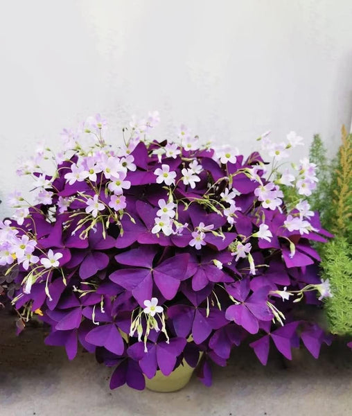 20PCS Purple Shamrocks Bulbs Good Luck Plant Purple Oxalis Bulbs for Planting Grows Indoor or Outdoor Oxalis Triangularis Bulbs