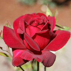 Heirloom Roses Rose Plant - Oklahoma Red Rose Bush, Hybrid Tea Live Plant for Planting Outdoors
