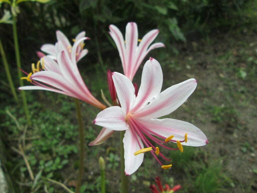 lily flower seeds for sale Incarnata Lycoris Spider Lilies Bulbs Radiata Hurricane Lily Cluster Amayllis Growing Bonsai Roots Rhizomes Corms Tubers Potted Planting Reblooming Fragrant Garden Species Blooms Flower Seeds Plant Gardening