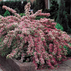 Pink Splash Variegated Weigela Shrub