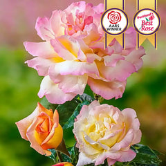 Peace Hybrid Tea Rose