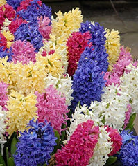 Mixed Color Hyacinth Bulbs - 6 Bulbs - Fragrant hyacinth bulbs