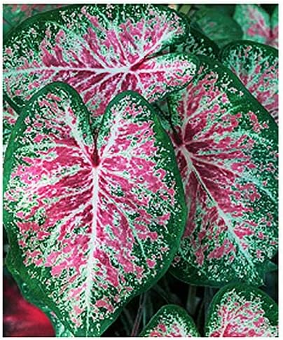 2 Large Bulbs Pink Cloud Caladium - Bare Root Bulb - Soft Pink and Green Foliage - Hardy in Zones 9-11 - Perfect for Shaded Gardens and Containers