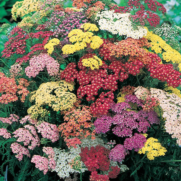 Summer Pastels Yarrow Bundle