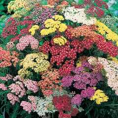 Summer Pastels Yarrow Bundle