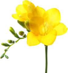 Freesia 'Single Flowering Mix' Plant Bulbs (15 Pack) - Fragrant Colorful Mix Flowering Blooms in Spring Gardens
