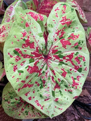 Fancy Caladium Bulbs for Planting (2 Bulbs) - Easy & Fast Growing Indoor or Outdoor Plants (Pink Cloud)