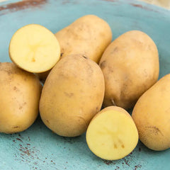 Nicola Potato