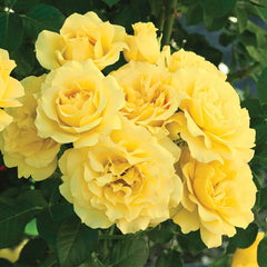 Heirloom Roses Rose Plant -  Yellow Rose Bush, Floribunda Live Plant for Planting Outdoors