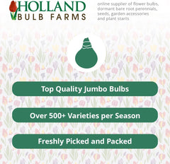 Lotus Land Bearded Iris Flower Bulb - Attracts Butterflies and Hummingbirds - Deer Resistant - Good as Cut Flowers - Naturalizing - Perennializing