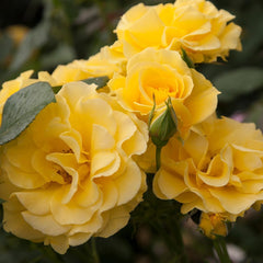 Heirloom Roses Rose Plant -  Yellow Rose Bush, Floribunda Live Plant for Planting Outdoors