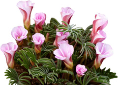 Easy to Grow Oxalis Shamrock 'Iron Cross' Plant Bulbs (20) - Green & Purple Foliage & Pink Flowering Blooms for Indoor & Outdoor Gardens