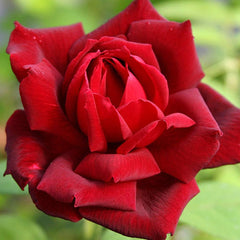 Heirloom Roses Rose Plant - Oklahoma Red Rose Bush, Hybrid Tea Live Plant for Planting Outdoors