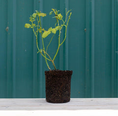 Heirloom Roses Rose Plant - Oklahoma Red Rose Bush, Hybrid Tea Live Plant for Planting Outdoors