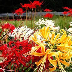 Red Lycoris Spider Lily Bulbs Radiata Hurricane Cluster Amayllis Growing Bonsai Roots Rhizomes Corms Tubers Potted Planting Reblooming Fragrant Garden Species Blooms Flower Seeds Plant Gardening